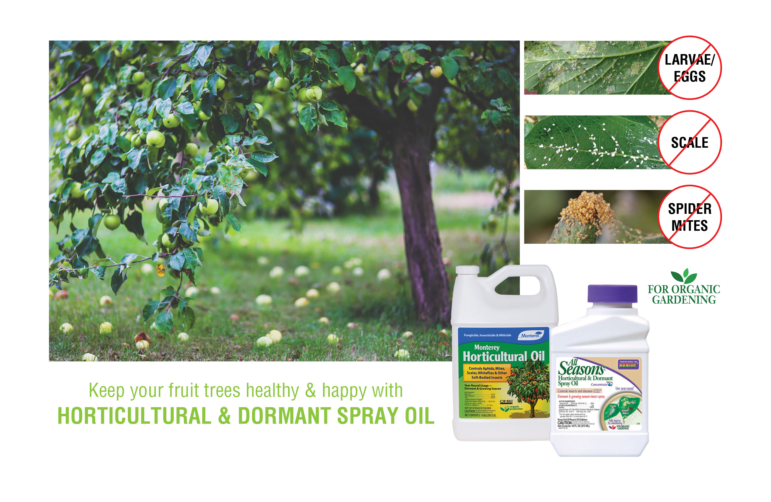 Dormant spray fruit trees organic